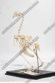 Photo Textures of Hen Skeleton